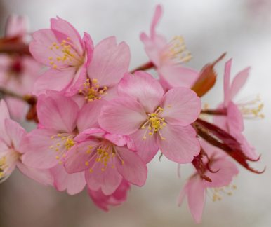 Detailaufnahme von rosa blühenden Kirschblüten