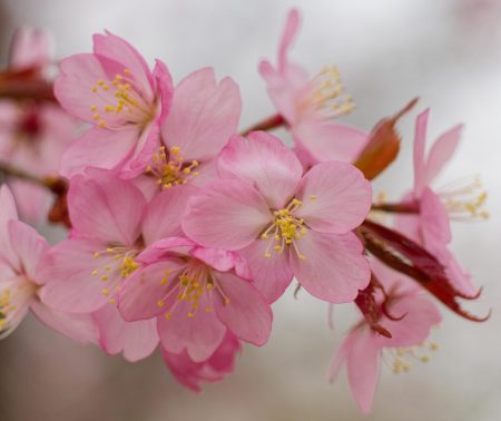 Detailaufnahme von rosa blühenden Kirschblüten