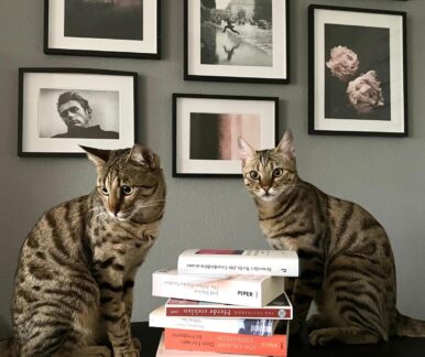 Zwei Bengalkatzen mit einem Bücherstapel vor einer Wand mit Bildern