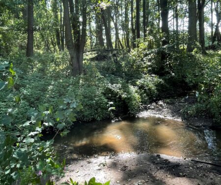 Flusslauf umgeben von Bäumen und Büschen