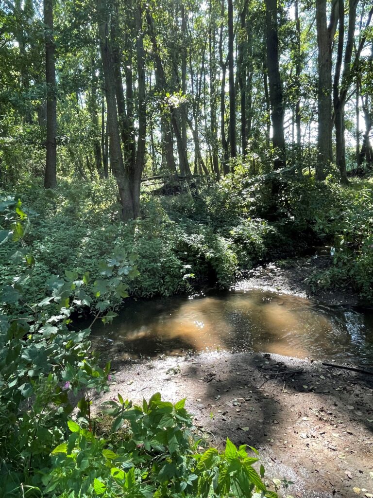 Flusslauf umgeben von Bäumen und Büschen