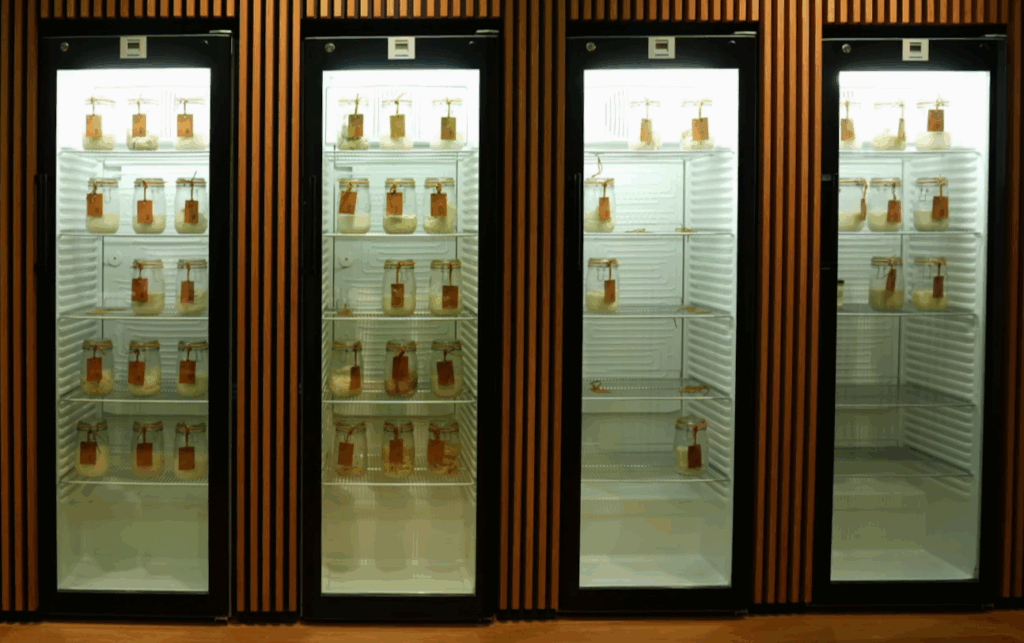 Vier Kühlschränke mit transparenten Türen. Darin sind Einmachgläser mit Sauerteigen.