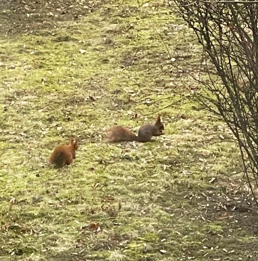 Eichhörnchen im Februar 2026 im Frankfurter Nordend, Foto: DNB, Christina Filbert