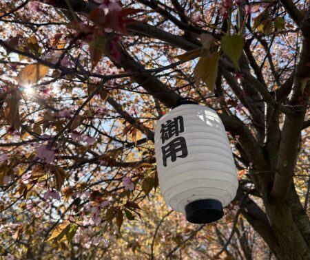 Ein Papier-Lampinon mit einem japanischen Schriftzeichen hängt in einem rosa blühenden Kirschbaum.