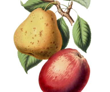 Baumzweig, welcher eine gelbe Birne und einen roten Apfel trägt.