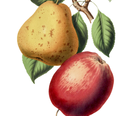 Baumzweig, welcher eine gelbe Birne und einen roten Apfel trägt.
