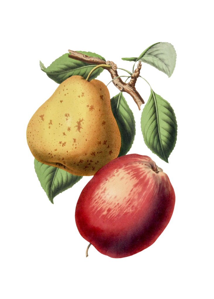Baumzweig, welcher eine gelbe Birne und einen roten Apfel trägt.