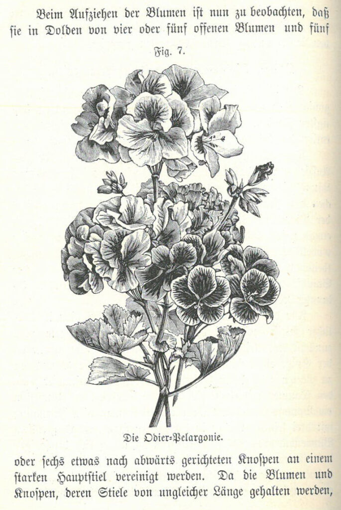 Schwarzweiß-Abbildung eines künstlichen Blumenstrausses mit Anleitung zu seiner Herstellung